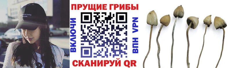 Галлюциногенные грибы Cubensis  продажа наркотиков  Зея 